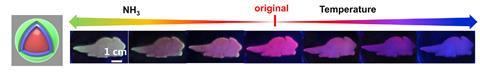 Photos in a diagram showing a chameleon shape changing colour with temperature