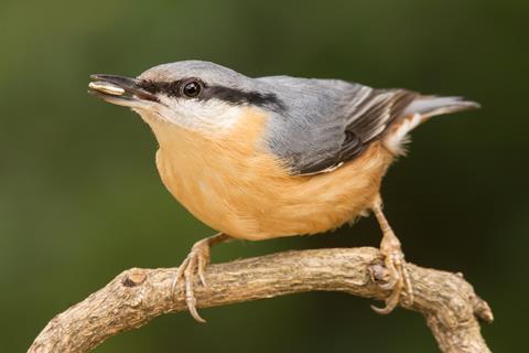 Nuthatch bird