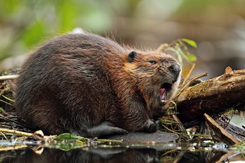 A yawning beaver