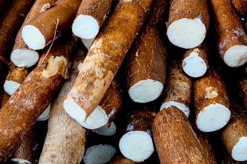 Close up of cassava shrub