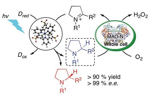 Enantioselective synthesis of amines by combining photoredox and enzymatic catalysis in a cyclic reaction network