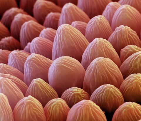 An image showing the SEM of a rose petal