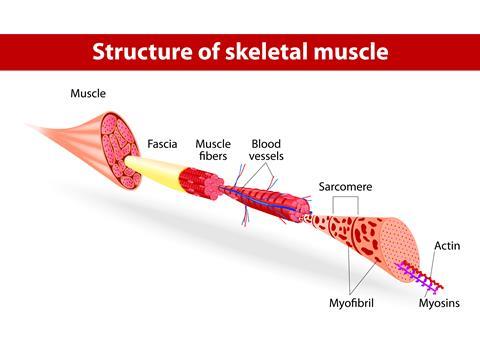 Structure of skeletal muscle