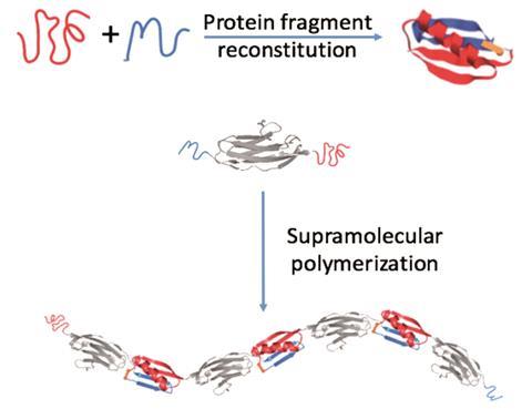 A scheme explaining engineering protein polymers of ultrahigh molecular weight via supramolecular polymerization