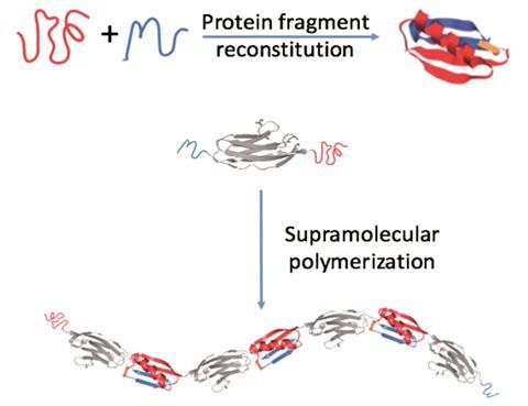 polymer of protein