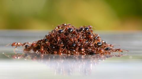 An image showing fire ants on water