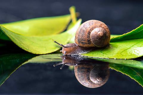 Snail shells are examples of macroscopic chirality found in nature