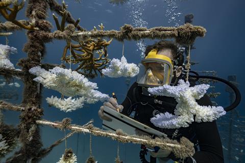 An underwater researcher examines a coral nursery