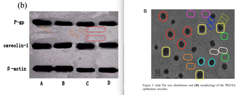 An image showing microscope images