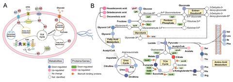 Adaptive and toxic responses of H. pylori