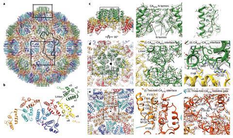 Images detailing the virus structure