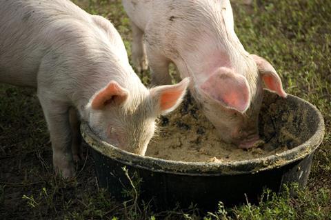 Two piglets eating 