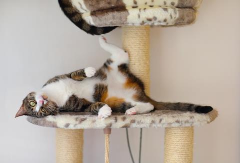 A cat, playing on a purpose built cat tower