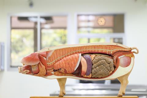 A model of the internal anatomy of a pig