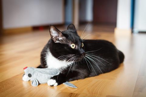 A black and white cat playing with a mouse-shaped toy