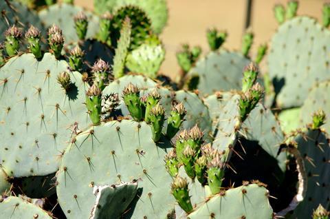 Purple Prickly And Beautiful Santa Rita Prickly Pear Ramblings