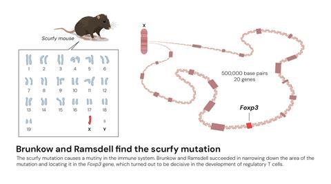 Scurfy mutation