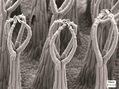SEM images of the three-level hierarchical structure of Salvinia molesta - Figure 1c - zoomed out