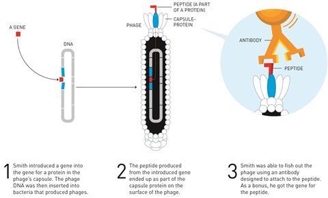 Nobel Prize in Chemistry 2018, phage display diagram