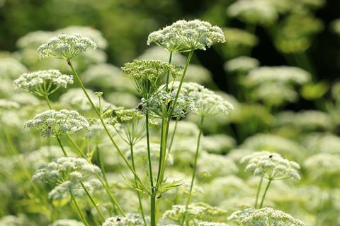 Ground elder