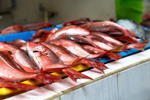 Punainen snapper-kala