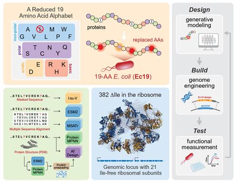 A four part diagram showing how the researchers theorised life with only 19 amino acids