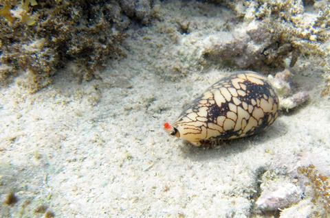 Living cone shell close up underwater in Rodrigues island waters 