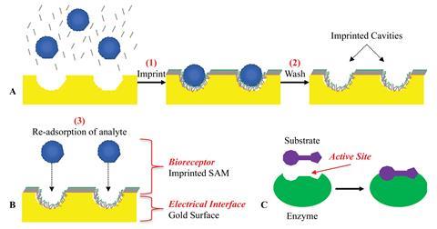 Schemes showing the molecular imprinting process of the analyte and self-assembled monolayer of alkanethiols on the gold surface