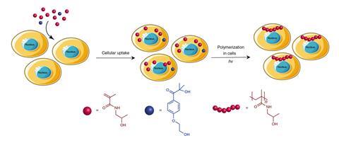 A scheme showing the generic strategy for polymerization inside living cells