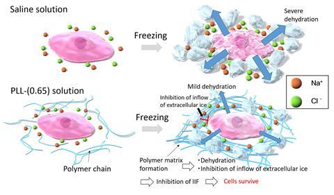 Schematic illustration of the mechanism of cryoprotection by PLL-(0.65).