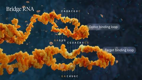 Programmable Bridge RNA