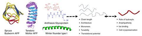 Simplification of antifreeze proteins and antifreeze glycoproteins to fully synthetic polymers.