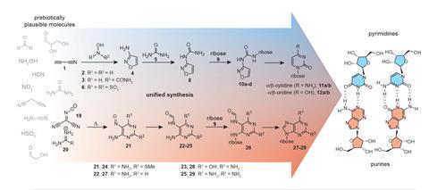 A scheme showing the unified synthesis of pyrimidine and purine RNA building blocks