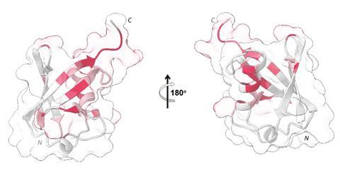 Protein diagram with certain regions highlighted in red