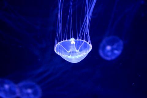 Aequorea (Aequorea victoria) jellyfish