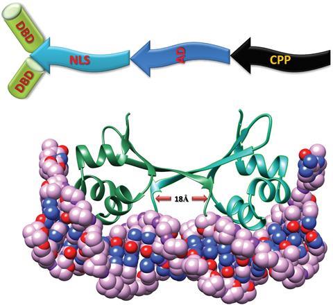 Artificial transcription factor