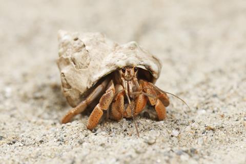 Land hermit crab in shell