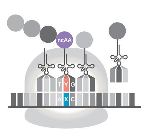 Schematic depicting the incorporation of a non-canonical amino acid (ncAA) into a protein via ribosomal decoding of an unnatural codon in a semi-synthetic organism 