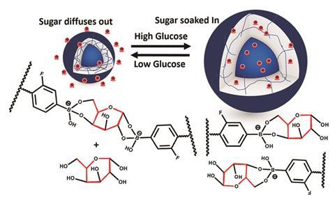 A scheme showing that the nanogel reacts to glucose levels by swelling or shrinking