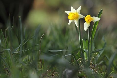 Wild daffodil (Narcissus pseudonarcissus) in the forest