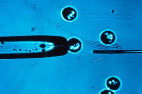 A stem cell being held in position by a pipette