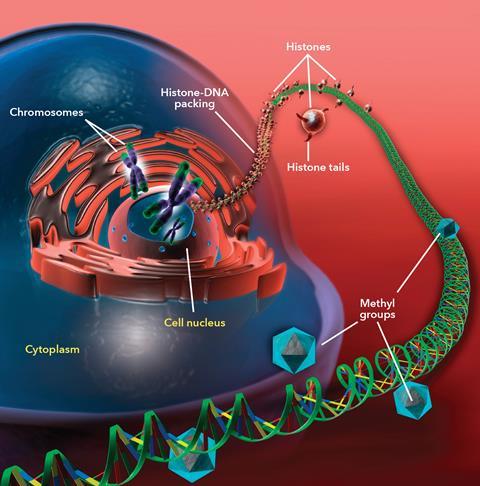 Cellular DNA and epigenetics diagram with text (c0270577)