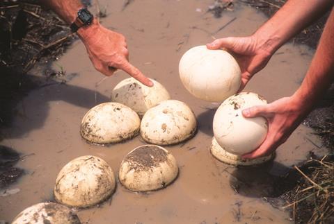 ostrich eggs i stock 102953447 large
