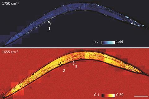 infrared imaging of living cells dzhang160928 fig5 