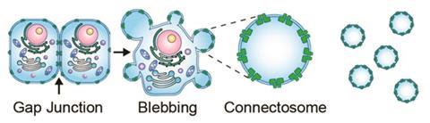 connectosomes ja 2016 05191n fig1a