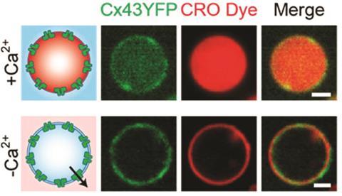 connectosomes ja 2016 05191n 0003 fig2a