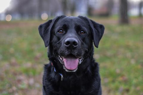 A happy black labrador