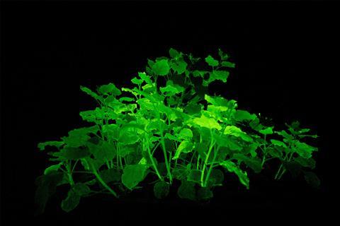 Glowing plants