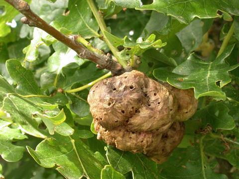 Oak gall