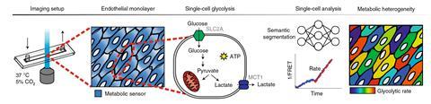 Schematic of single-cell metabolism quantification by deep learning